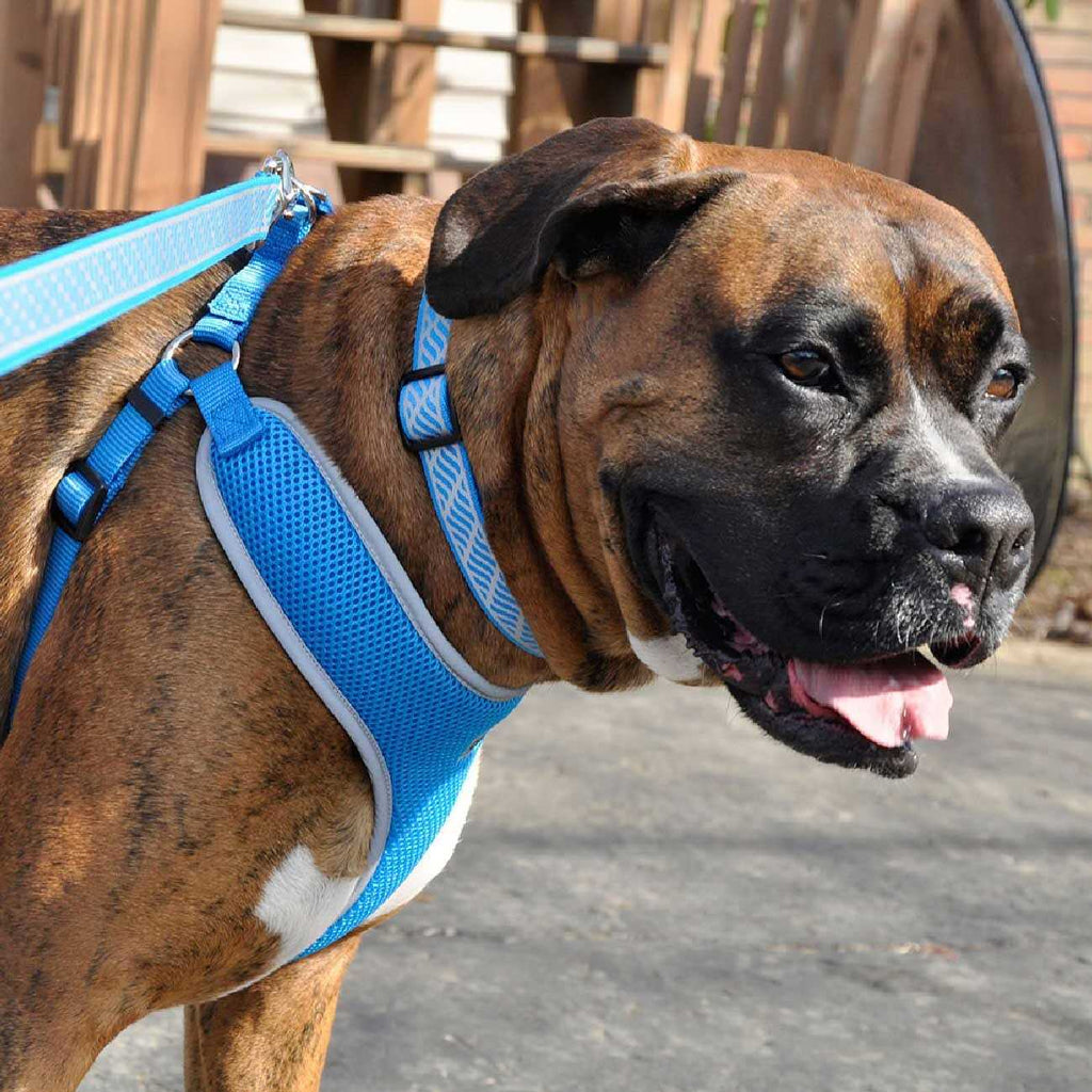 Adjustable Dog Harness Z31195