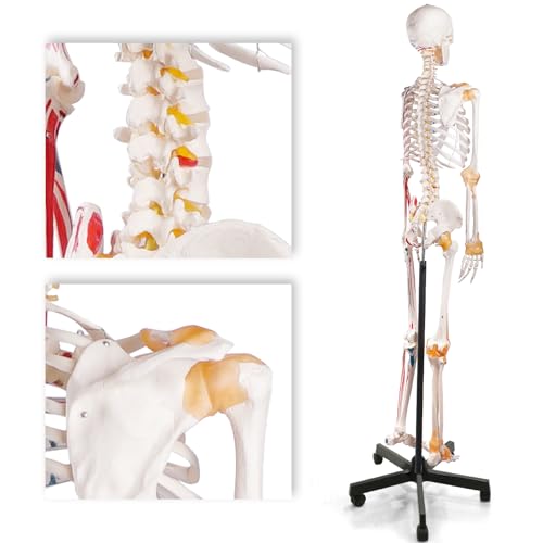 Life Size Human Skeleton Model with Nervous System 70.8 in with Rolling Stand C703