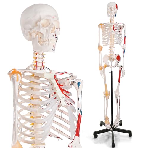 Life Size Human Skeleton Model with Nervous System 70.8 in with Rolling Stand C703