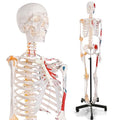 Life Size Human Skeleton Model with Nervous System 70.8 in with Rolling Stand C703