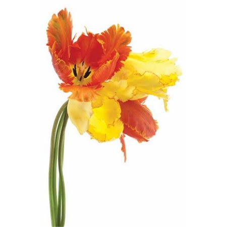Orange Yellow Parrot Tulip V345459