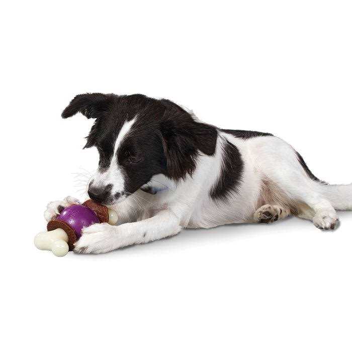 Bouncy Bone Pet Supplies G239