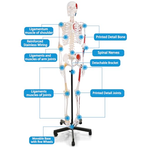 Life Size Human Skeleton Model with Nervous System 70.8 in with Rolling Stand C703