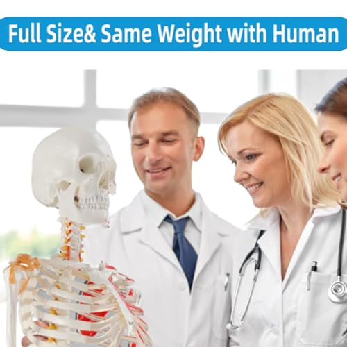 Life Size Human Skeleton Model with Nervous System 70.8 in with Rolling Stand C703
