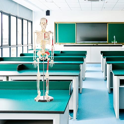 Life Size Human Skeleton Model with Nervous System 70.8 in with Rolling Stand C703