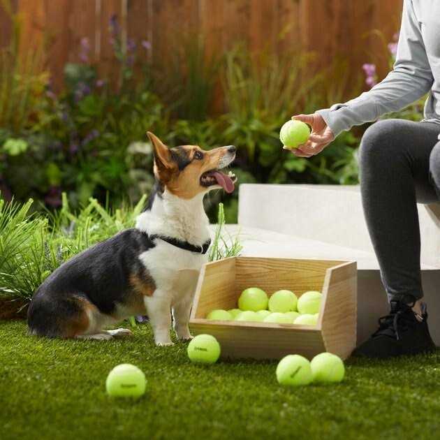 Squeaky Tennis Ball Dog Toy Y20814
