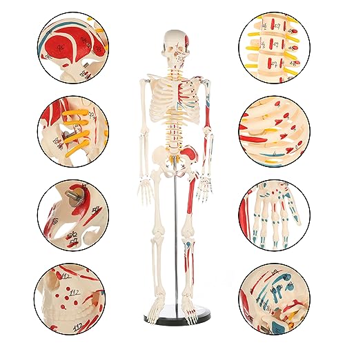 Life Size Human Skeleton Model with Nervous System 70.8 in with Rolling Stand C703
