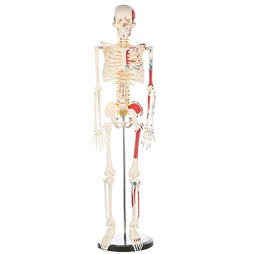 Life Size Human Skeleton Model with Nervous System 70.8 in with Rolling Stand C703