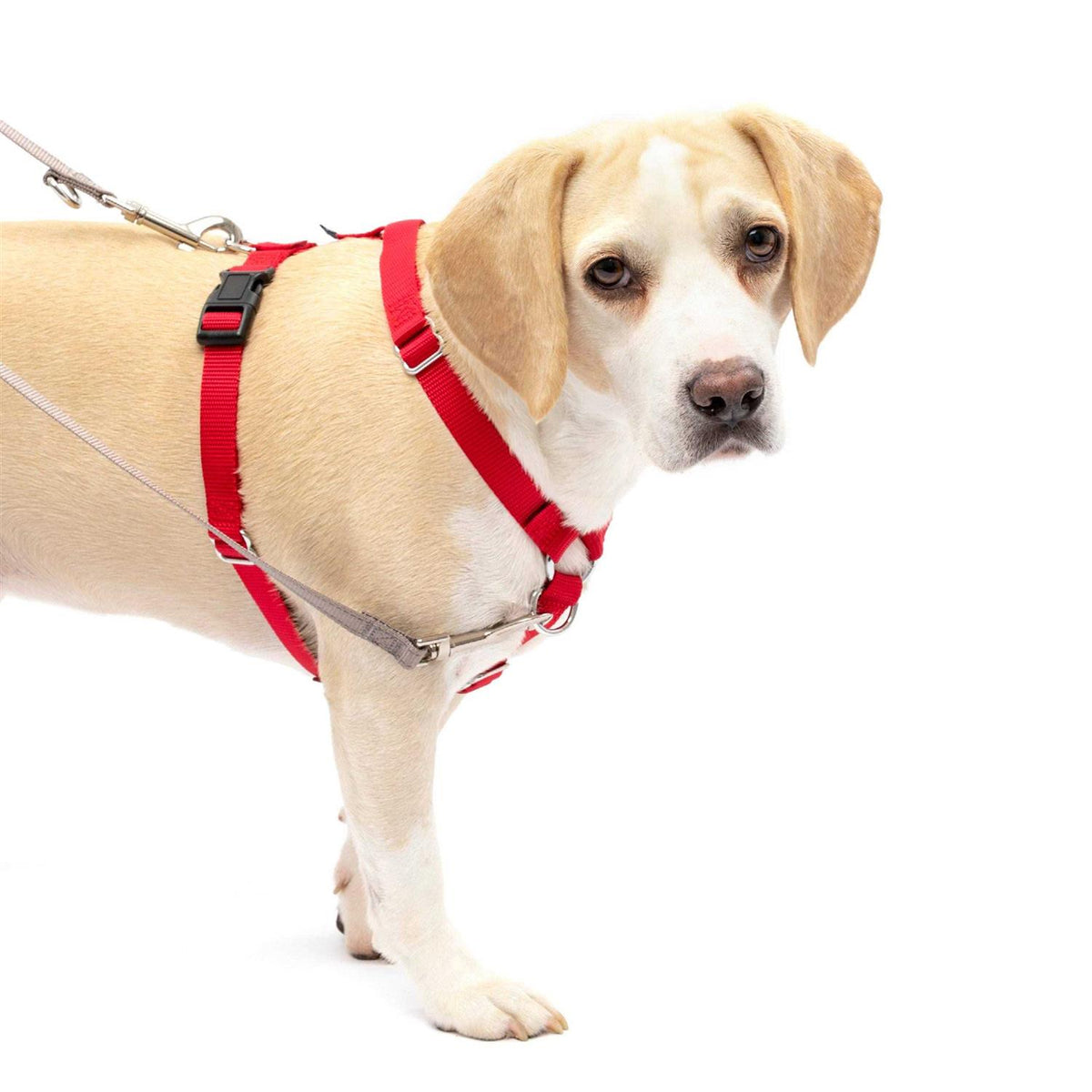 Pet Supplies Q178904
