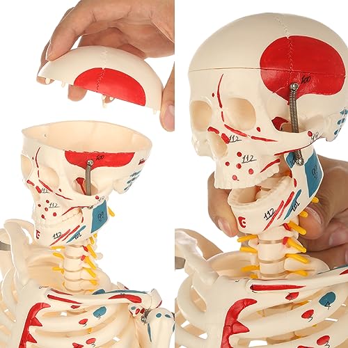 Life Size Human Skeleton Model with Nervous System 70.8 in with Rolling Stand C703
