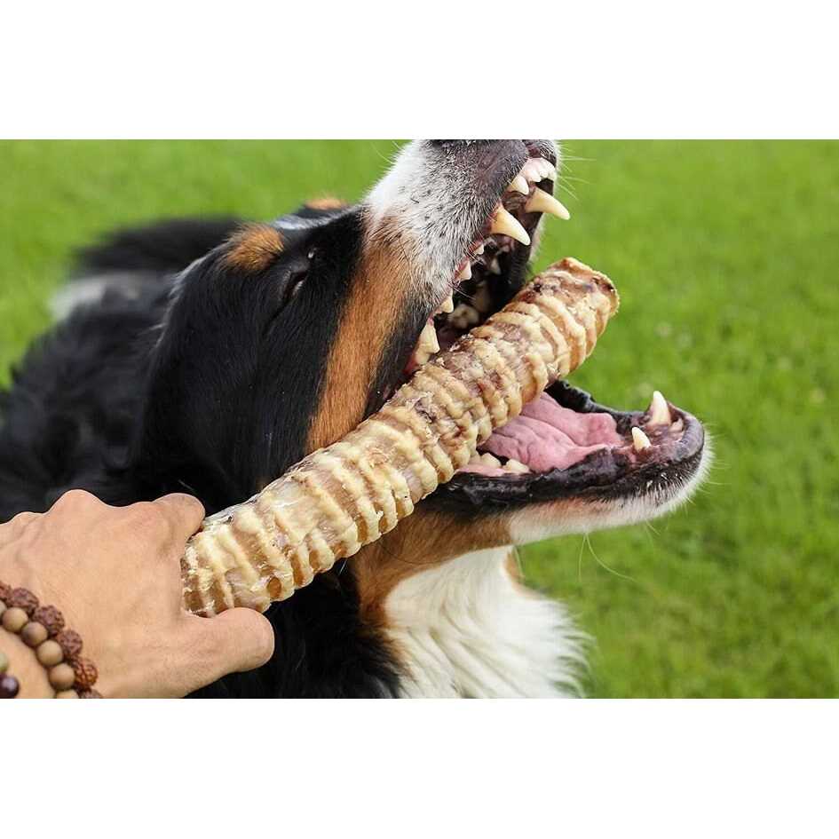 12 Beef Trachea Dog Treats M62519