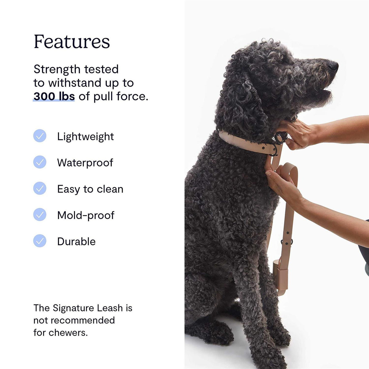 Dog Leash I144893