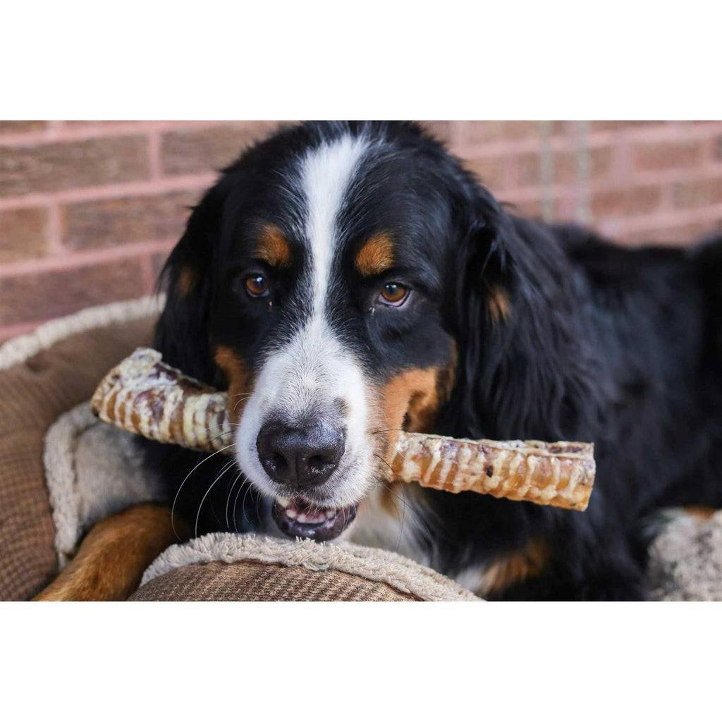 12 Beef Trachea Dog Treats M62519