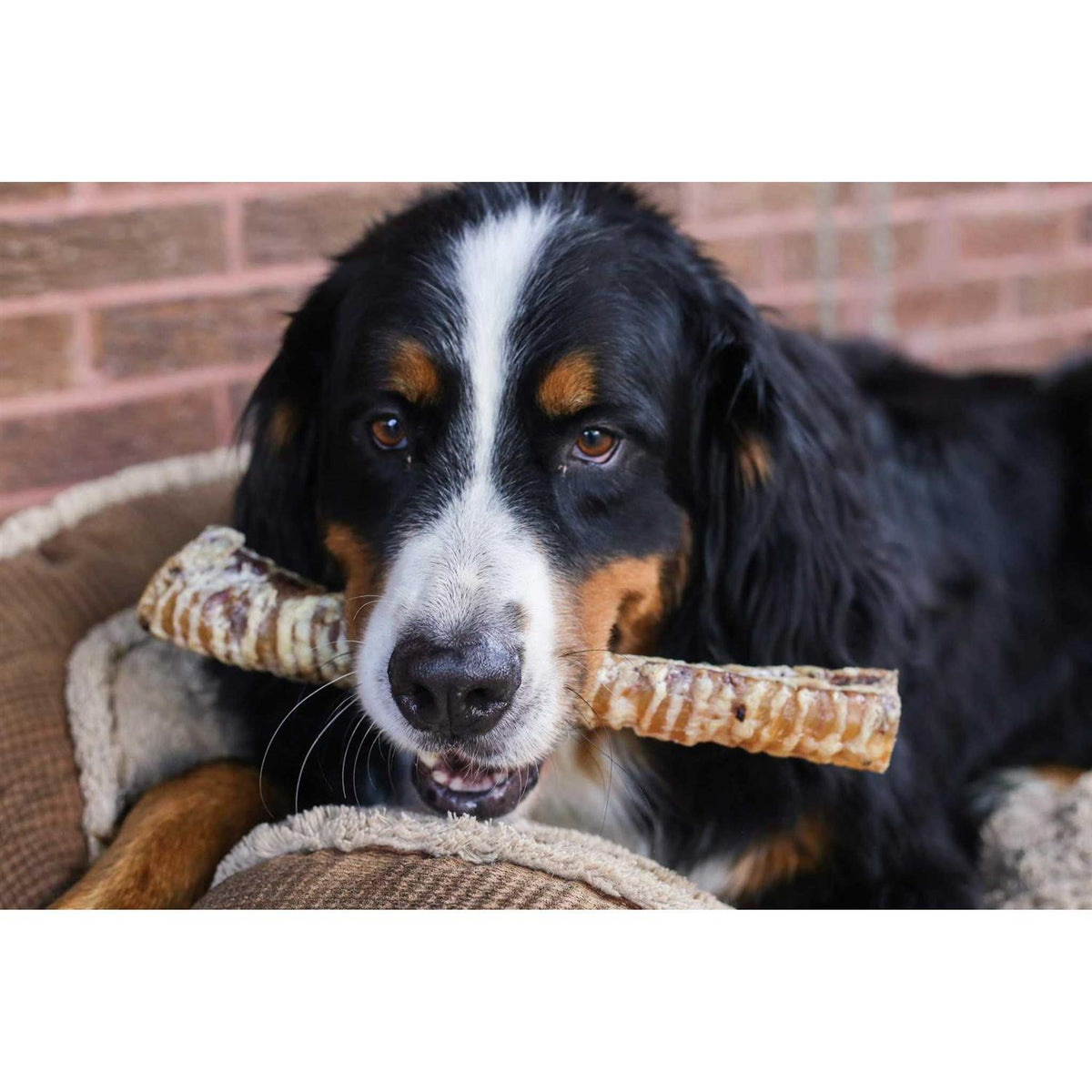 12 Beef Trachea Dog Treats M62519