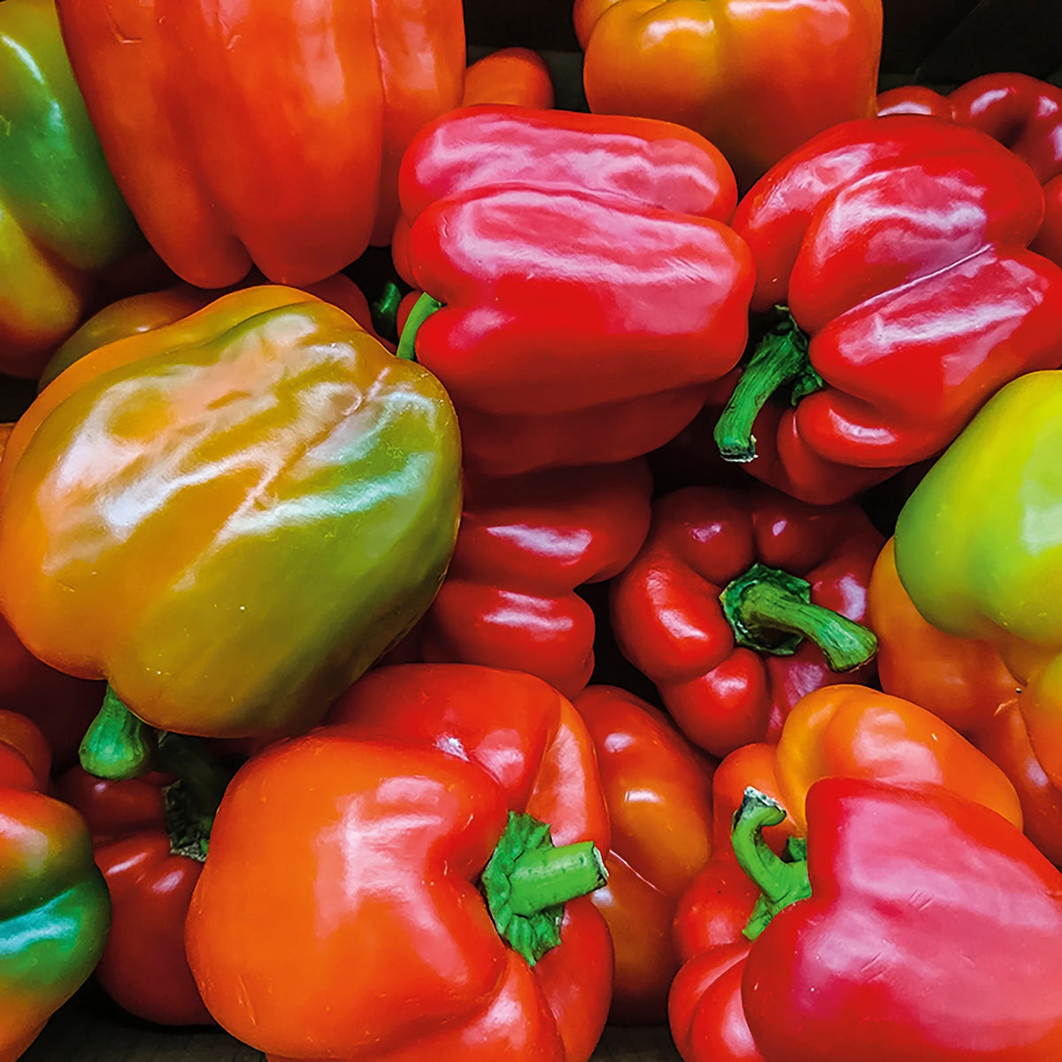 Organic Sweet Keystone Giant Bell Pepper Seeds, 1 Seed Packet P733070