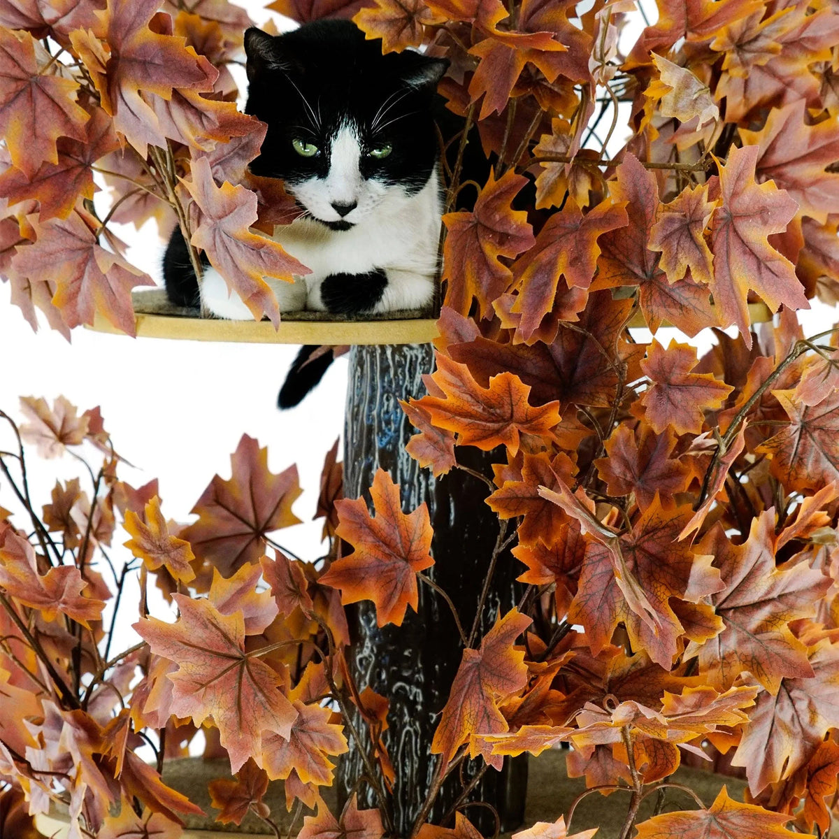 Plum Autumn 60-in Square Cat Tree T397