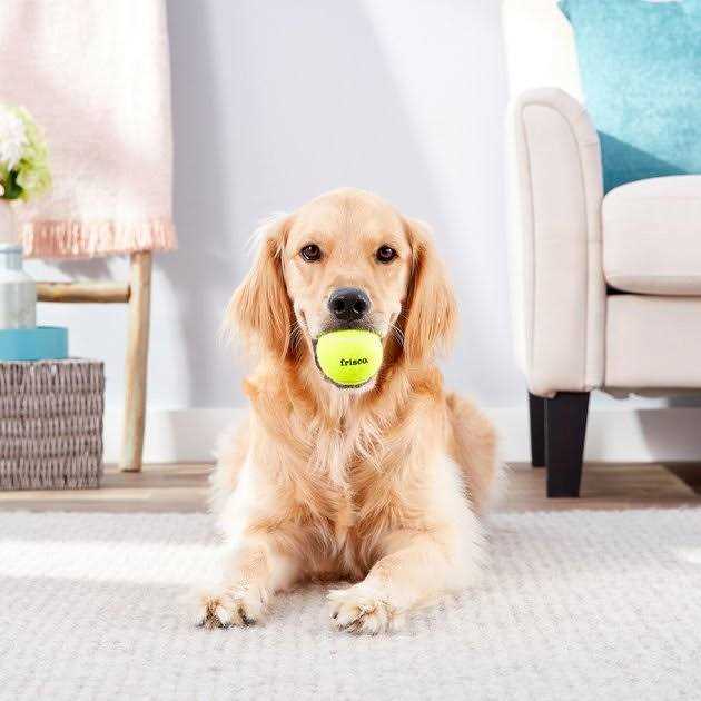 Squeaky Tennis Ball Dog Toy Y20814