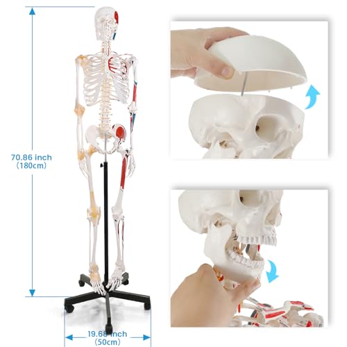 Life Size Human Skeleton Model with Nervous System 70.8 in with Rolling Stand C703