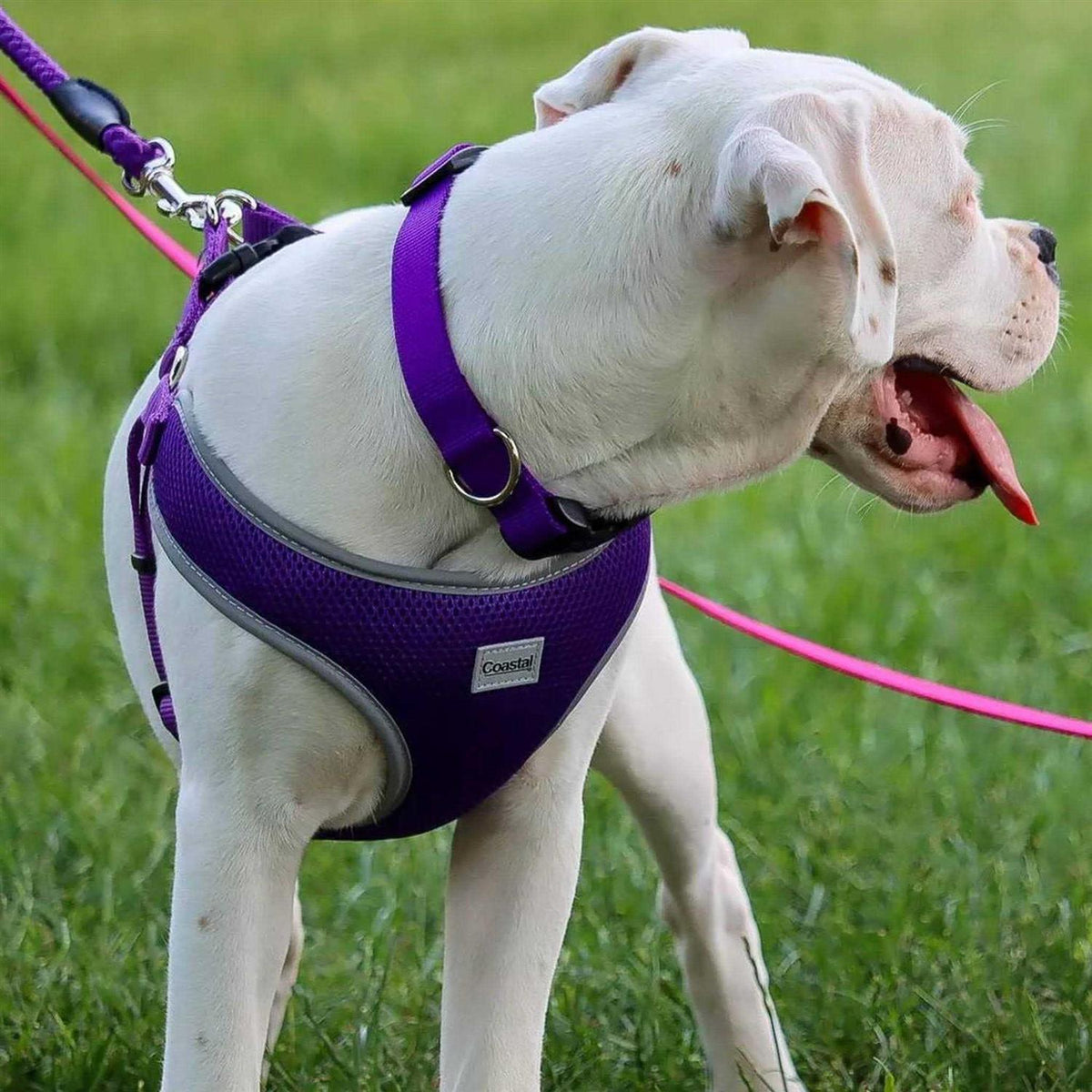 Adjustable Dog Harness Z31195