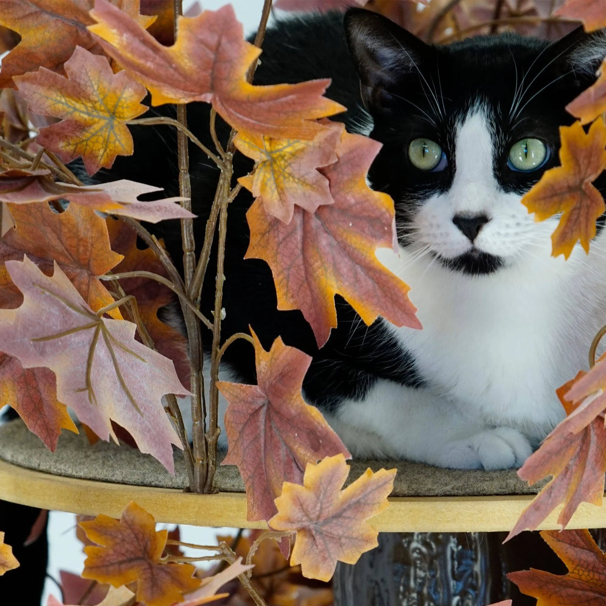 Plum Autumn 60-in Square Cat Tree T397
